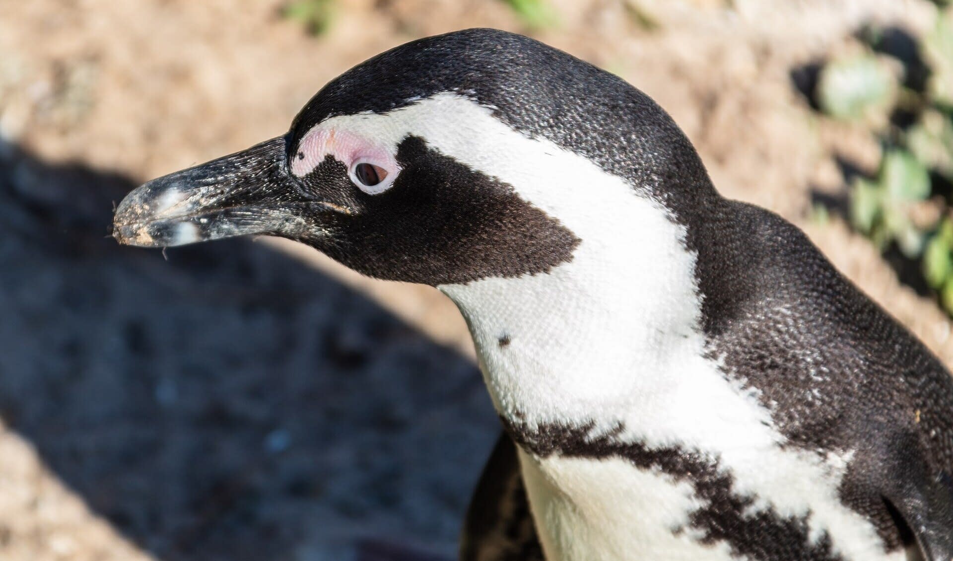 african-penguin-facts-distribution-population-biodb